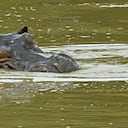 Uno de los once hipopotamos que hay en el establecimiento nada en una de las 12 lagunas de la hacienda Napoles, en el municipio de Puerto Triunfo, departamento de Antioquia, Colombia, el 18 de agosto de 2004. La hacienda Napoles fue construida por el fallecido narcotraficante Pablo Escobar en los aÒos 80 y hace pocos dias el estado colombiano se la expropio a los familiares de Escobar. Las autoridades planean crear un centro turistico en la hacienda, cuya superficie es de 2.000 hectareas. AFP PHOTO Rodrigo ARANGUA
One of the eleven hippopotamus swims at one of the twelve lakes of the ranch "Napoles" in Puerto Triunfo, Department of Antioquia, Colombia, 18 August 2004. The ranch, which has an area of 2,200 hectares, was built by the deceased drug trafficker Pablo Escobar in the 80's. In these days the Colombian Government announced its expropriation from Escobar's family in order to build a resort. AFP PHOTO/ Rodrigo ARANGUA (Photo by RODRIGO ARANGUA / AFP)