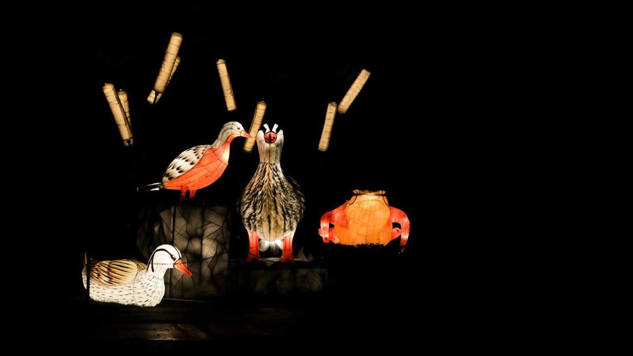 Festival de luces Jardín Botánico Bogotá