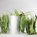 El marchitamiento de las plantas puede darse por diferentes razones.