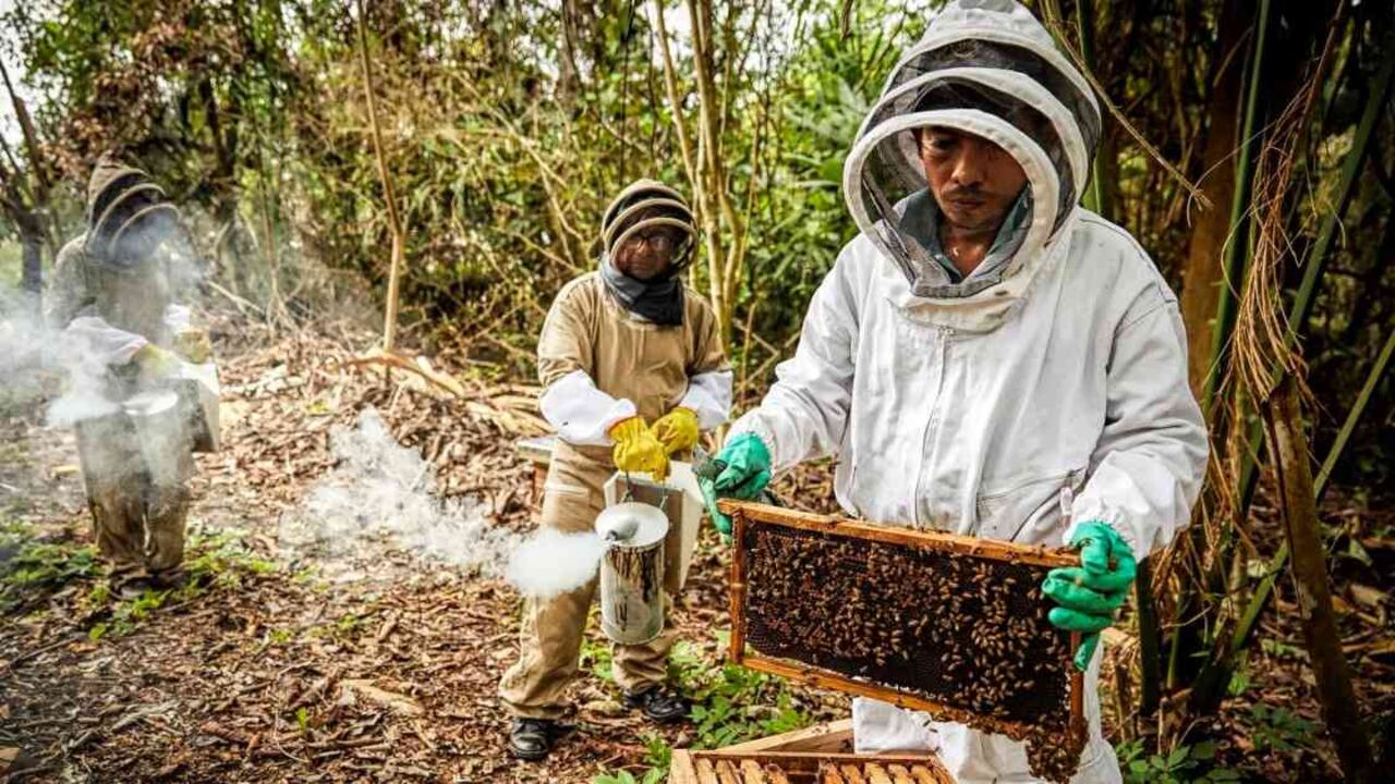 Las 159 familias que trabajan en 20 apiarios, tienen todos los implementos necesarios para la actividad. Foto: URT