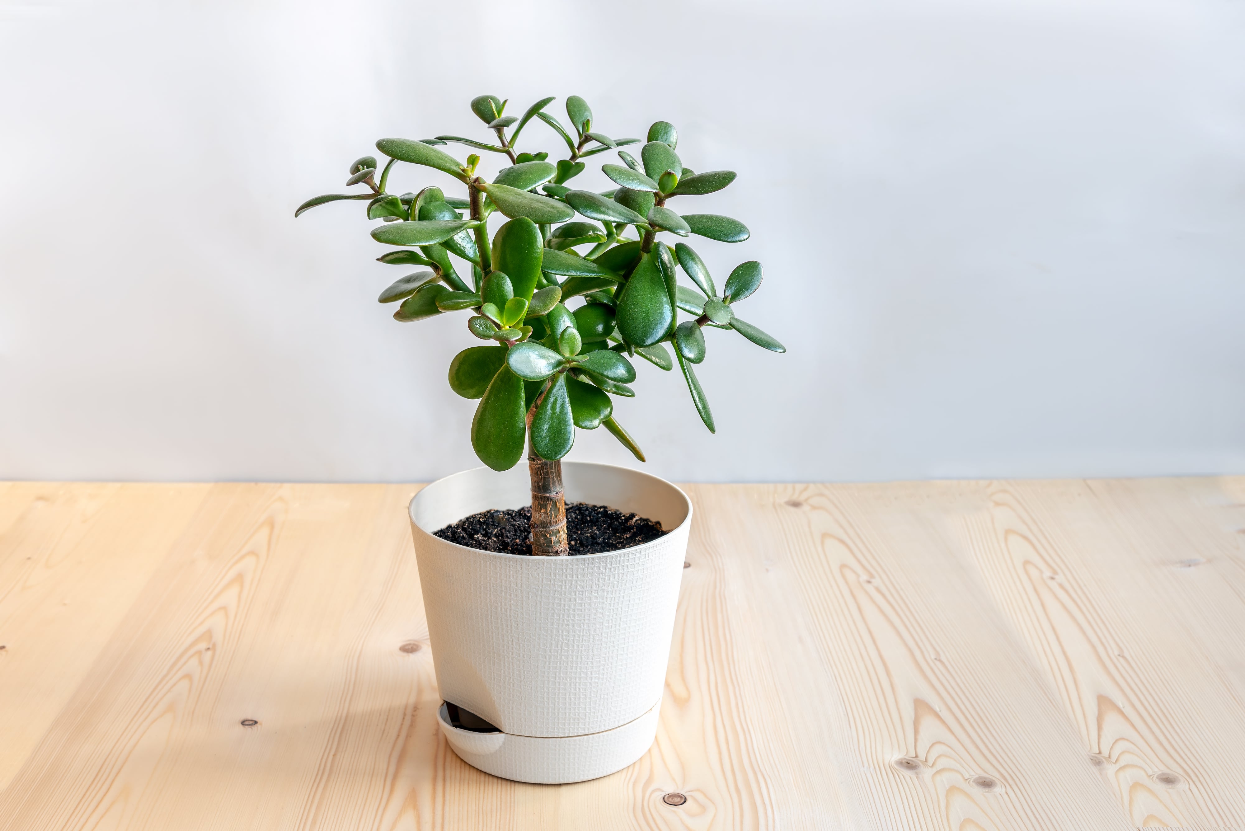 Aunque es considerada una planta de bajo mantenimiento, el árbol de jade también puede deteriorarse.