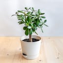 Aunque es considerada una planta de bajo mantenimiento, el árbol de jade también puede deteriorarse.