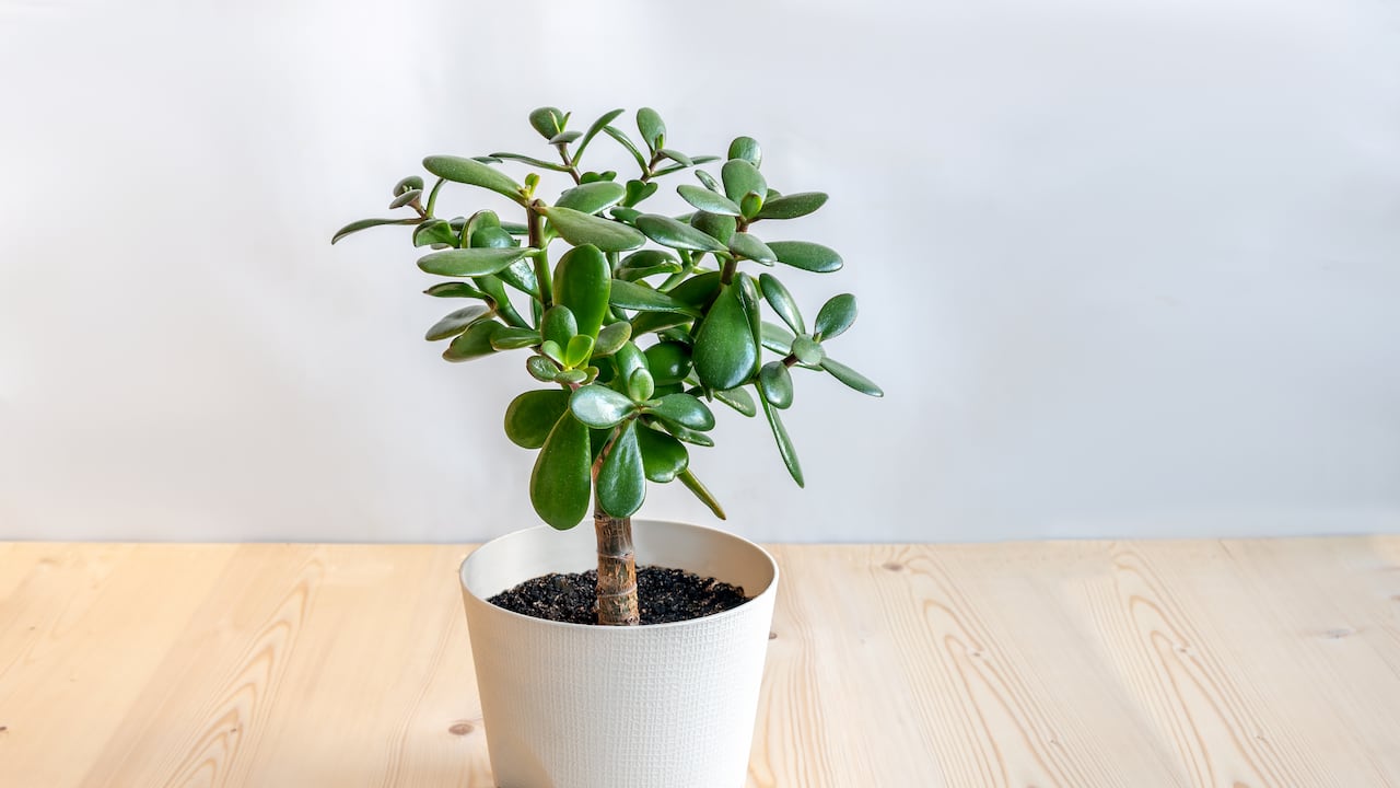 Aunque es considerada una planta de bajo mantenimiento, el árbol de jade también puede deteriorarse.