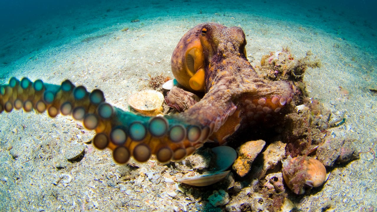 Científicos descubrieron una conducta inesperada en esta especie marina.