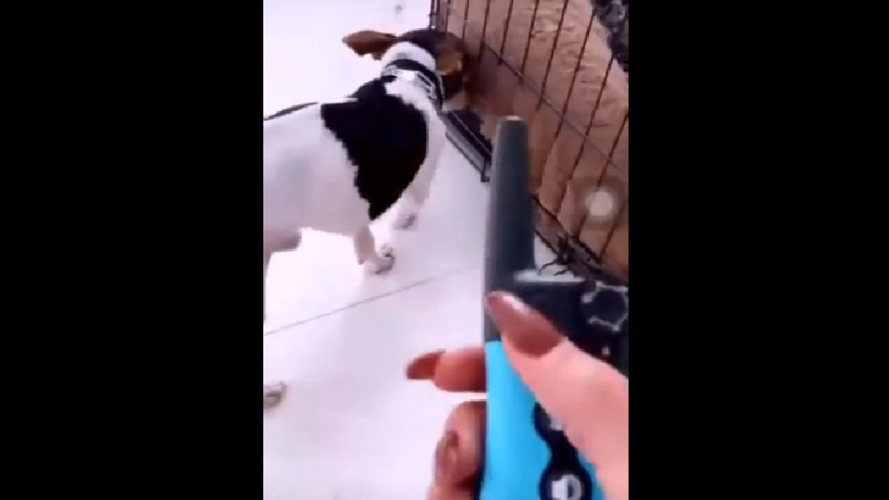 presunto maltrato animal