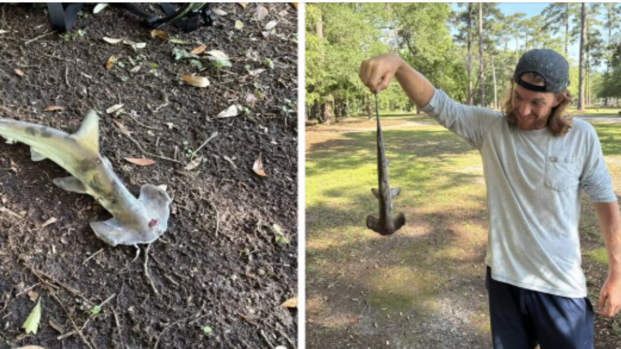 Un tiburón martillo cayó del cielo en pleno campo de disc golf