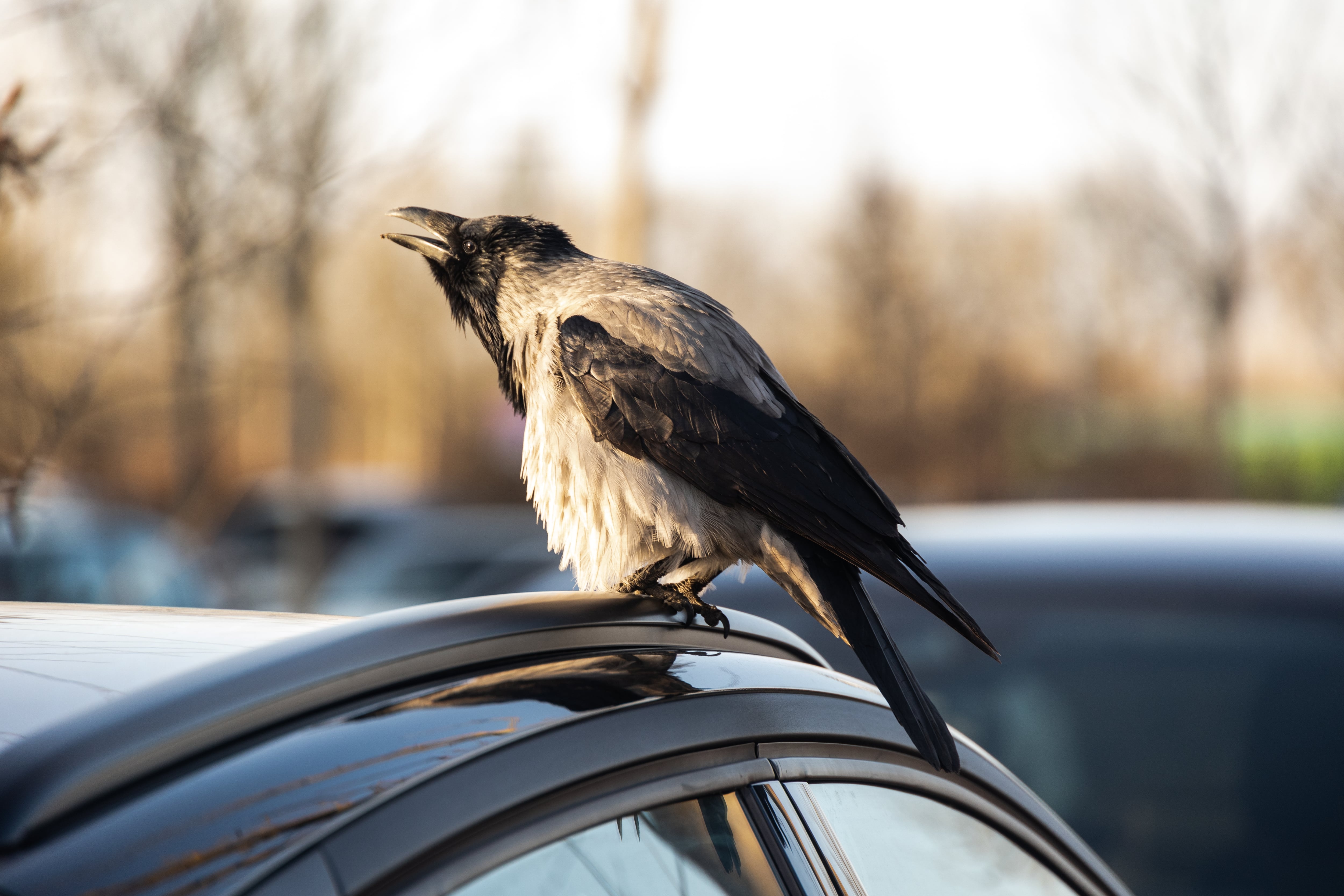 En algunas regiones los pájaros se ven reflejados en los espejos y los atacan.