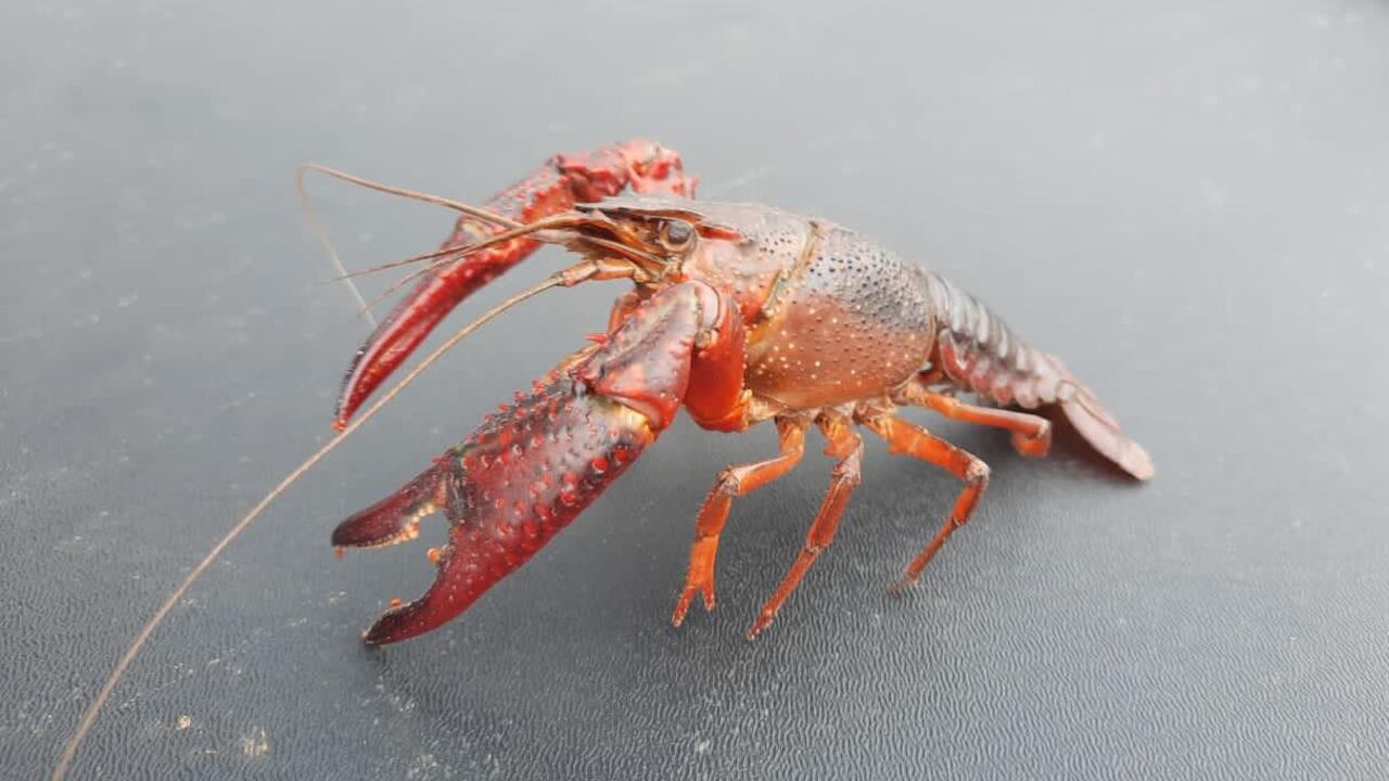 Cangrejo rojo americano