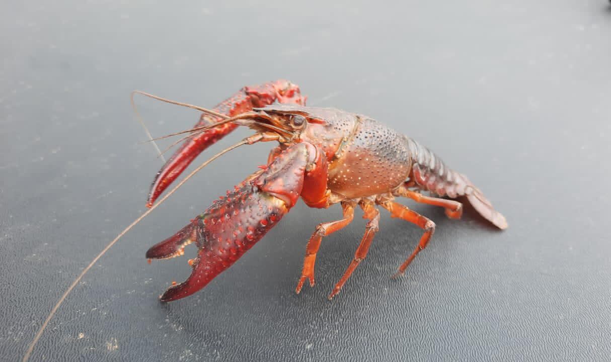 Cangrejo rojo americano