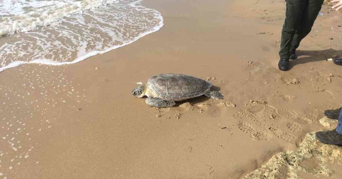 La tortuga verde está al borde de la extinción debido a la caza indiscriminada. Foto: Corpoguajira.  