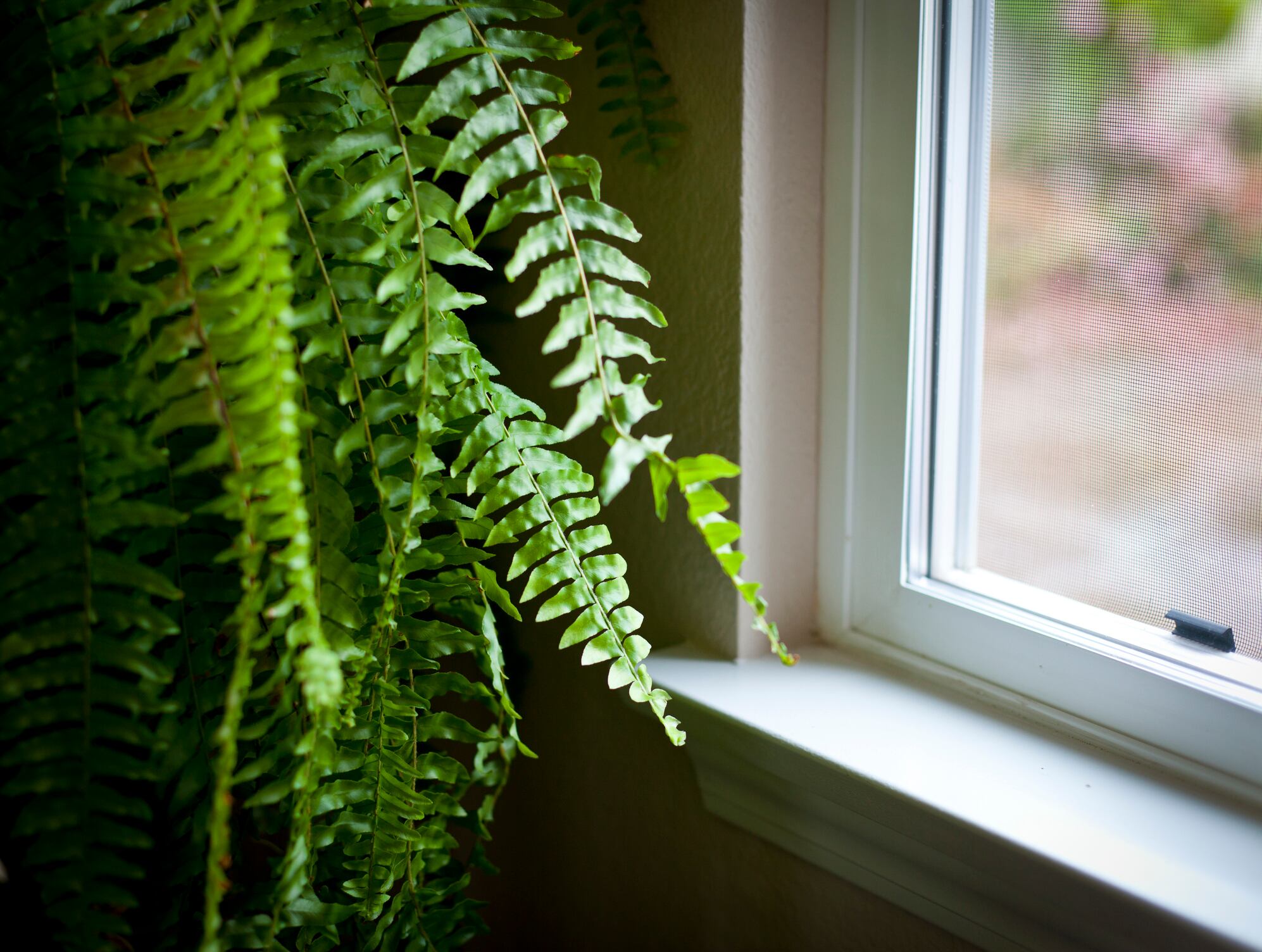 Se brinda información sobre la elección y cuidado adecuado de los helechos para atraer energía positiva y agregar un toque de prosperidad al hogar.