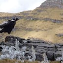 Todo indica que en Colombia no sobreviven más de 150 cóndores de los Andes. Foto: PNN.