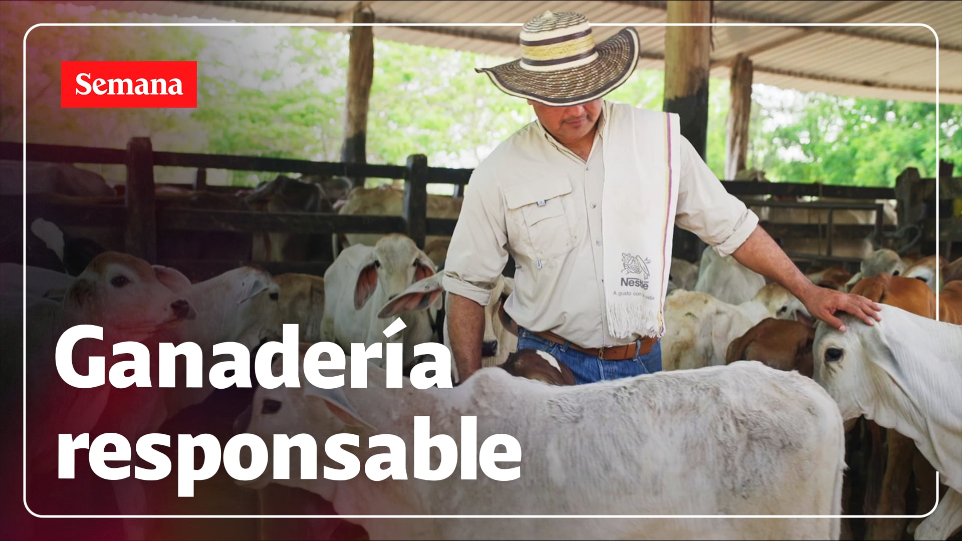 ¿Ganadería sostenible en Valledupar? Así lograron dos fincas de la región producir leche de primera reduciendo su impacto en el ambiente