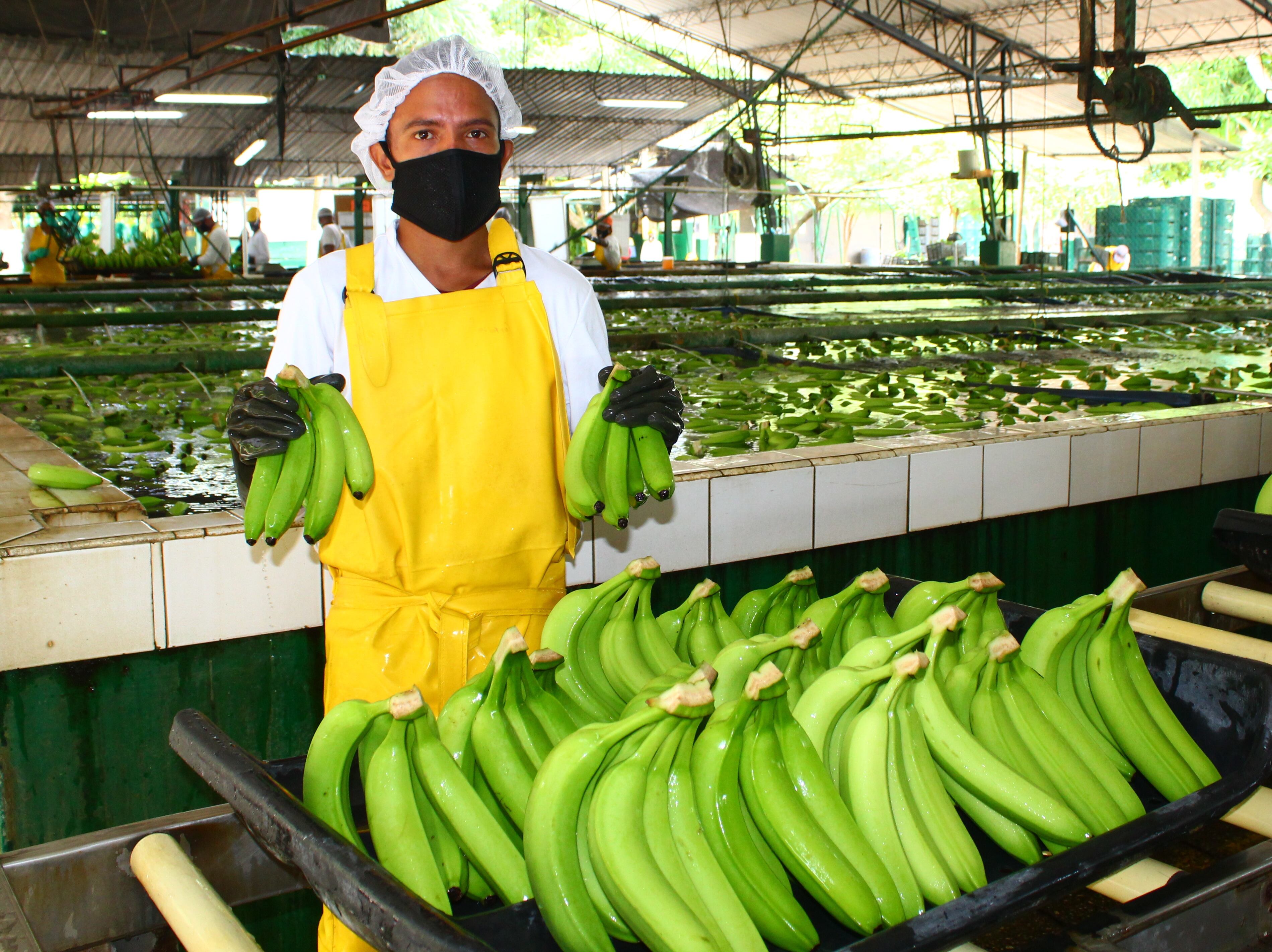 Exportaciones de banano