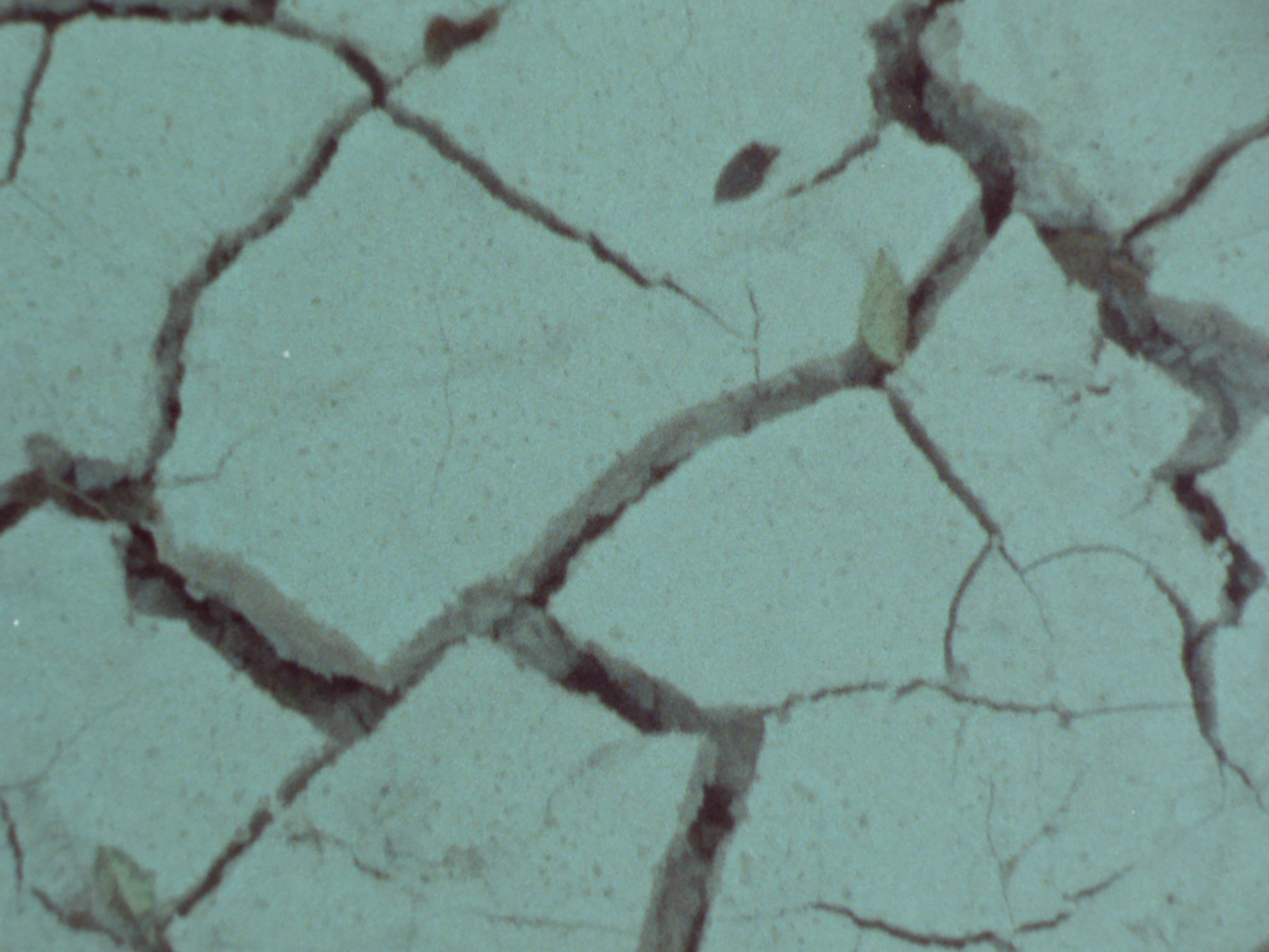 'El mañana es un palacio de agua';
'La jungla te conoce mejor que tú mismo'; 'nuestro canto a la guerra'.