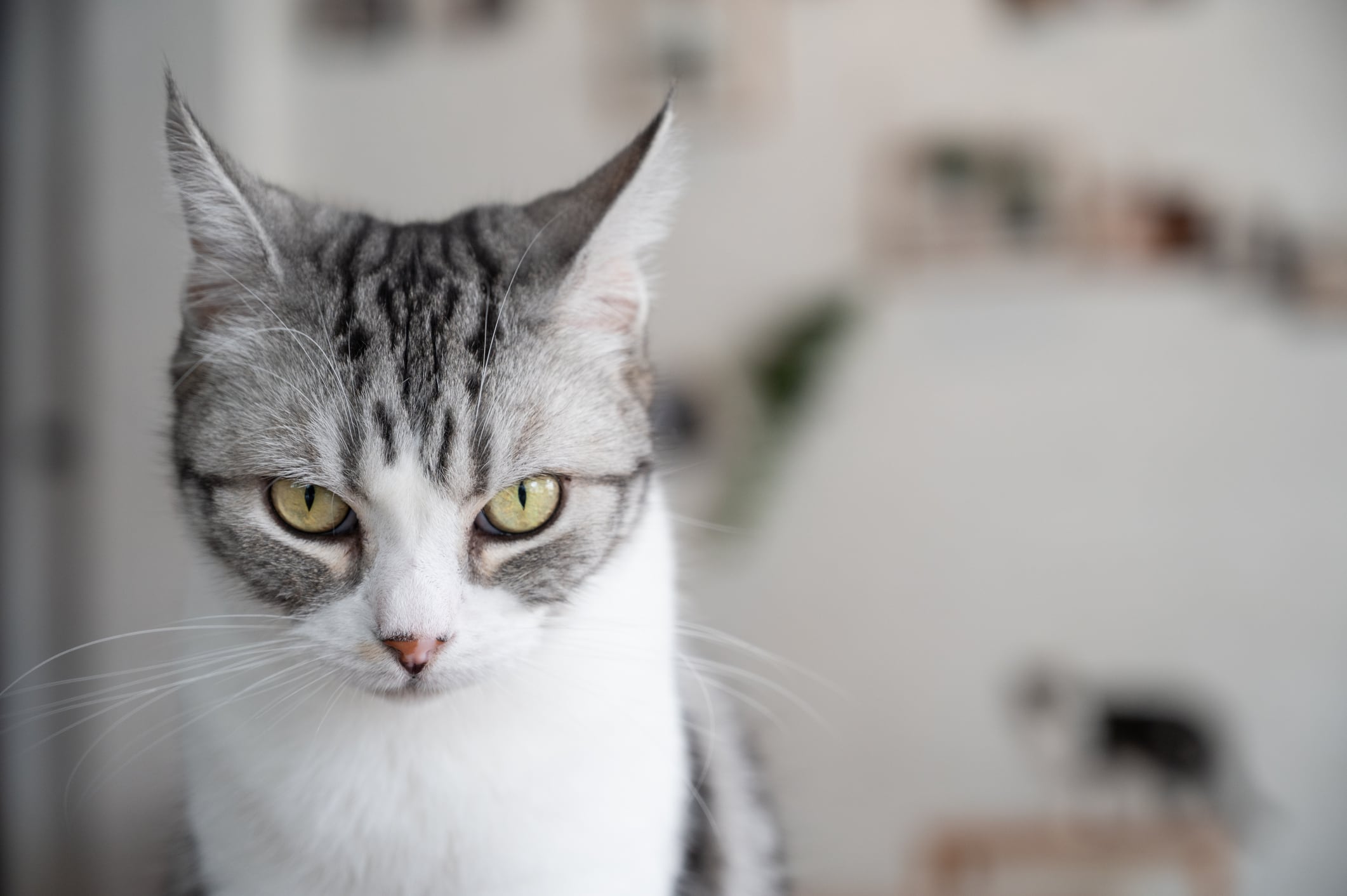 Gato