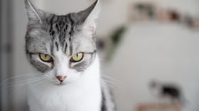 Gato