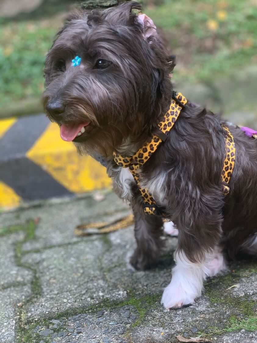 Paola Vergara, es la dueña de Azul, la perrita que fue hurtada en el barrio Laureles de Medellín