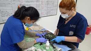 Desde Cornare se realizarán todas las investigaciones necesarias para determinar cuál fue el agente químico utilizado para atacar a esta familia de zarigüeyas.