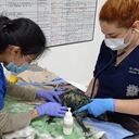 Desde Cornare se realizarán todas las investigaciones necesarias para determinar cuál fue el agente químico utilizado para atacar a esta familia de zarigüeyas.