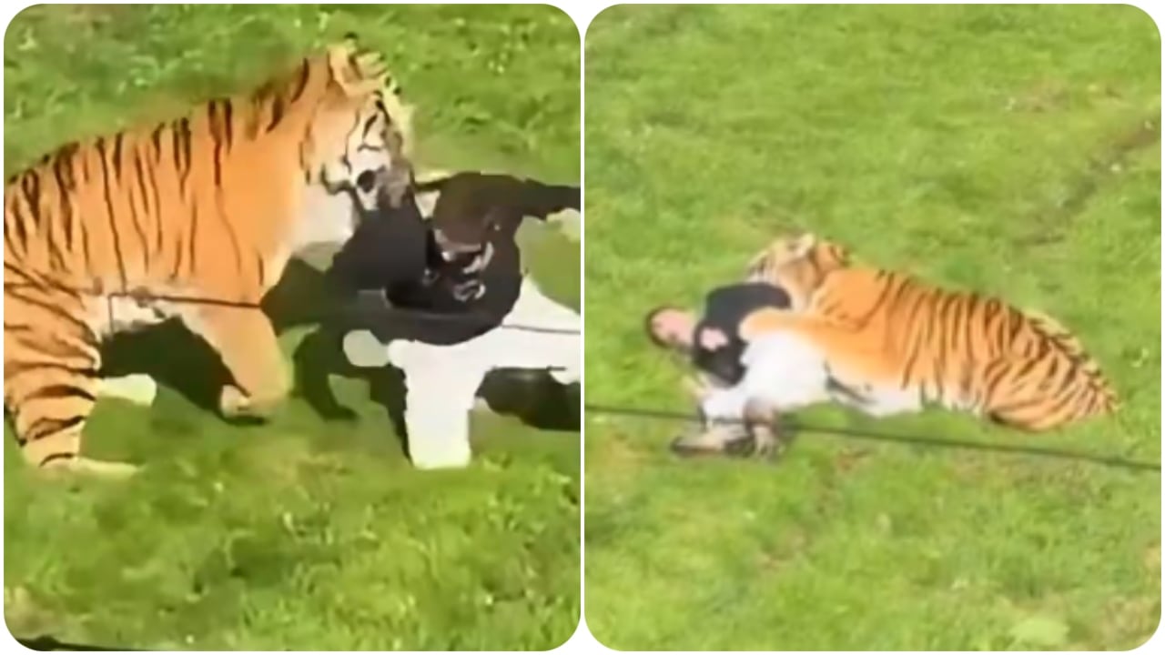 Hombre es atacado por un tigre en un zoológico de Inglaterra