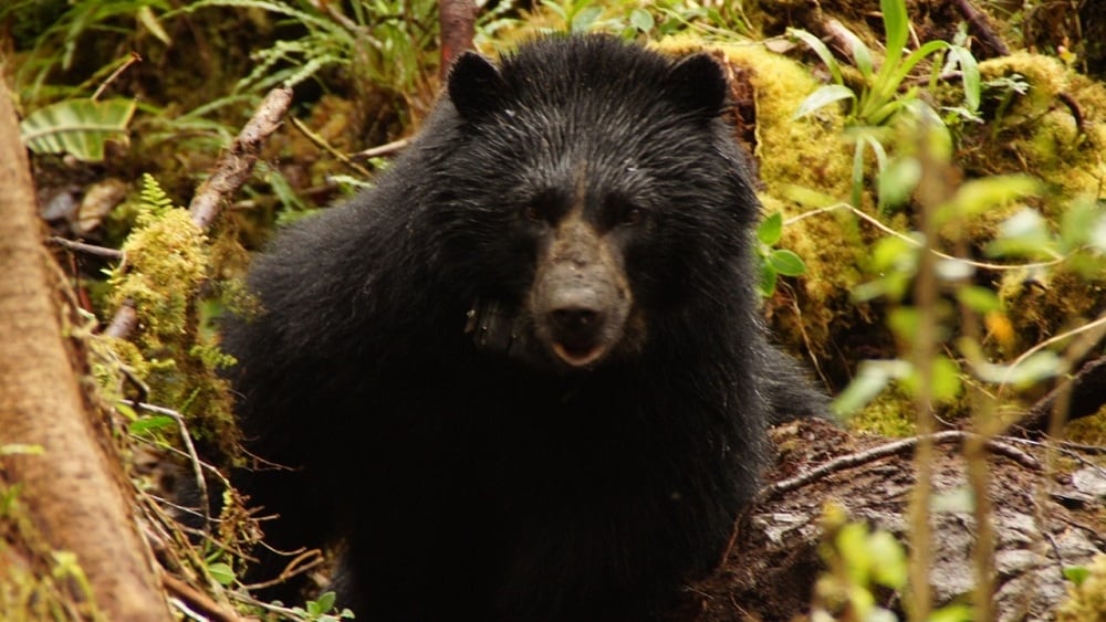 Oso de anteojos en Colombia al que se le puso GPS