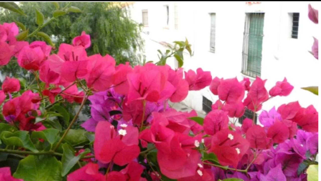 Esta es la forma de cuidar a la Santa Rita