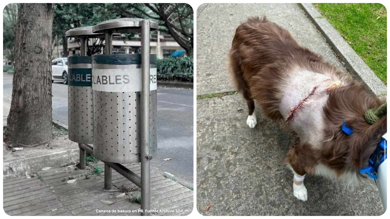 Los perros están resultando heridos por los pines de las canecas de basura metálicas