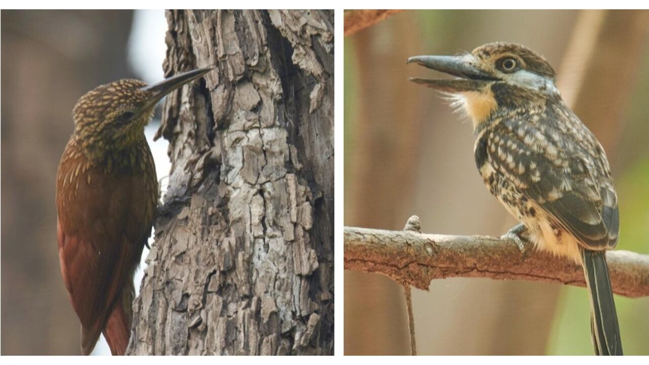 Las especies de aves son de las más afectadas cuando se registran conflagraciones.