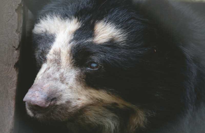 El oso de anteojos y otras siete especies vulnerables subsisten por el esfuerzo y obra de estos extraordinarios colombianos y extranjeros. La idea es que su historia inspire a muchos más.