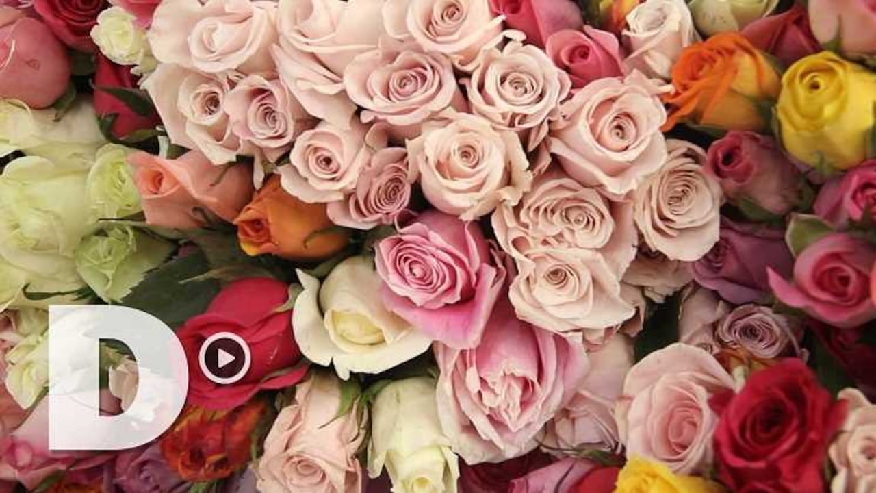 Flores de exportación. Foto: Dinero
