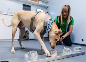 Perros detectores de covid en el aeropuerto de Helsinki.