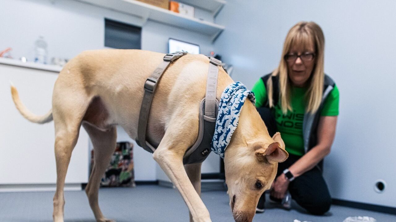 Perros detectores de covid en el aeropuerto de Helsinki.