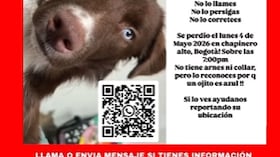 Buscan a Milo: el perro de ojos bicolor extraviado entre Chapinero y el centro de Bogotá