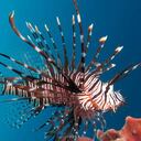 Foto: Alexander Vasenin/C.C. 3.0