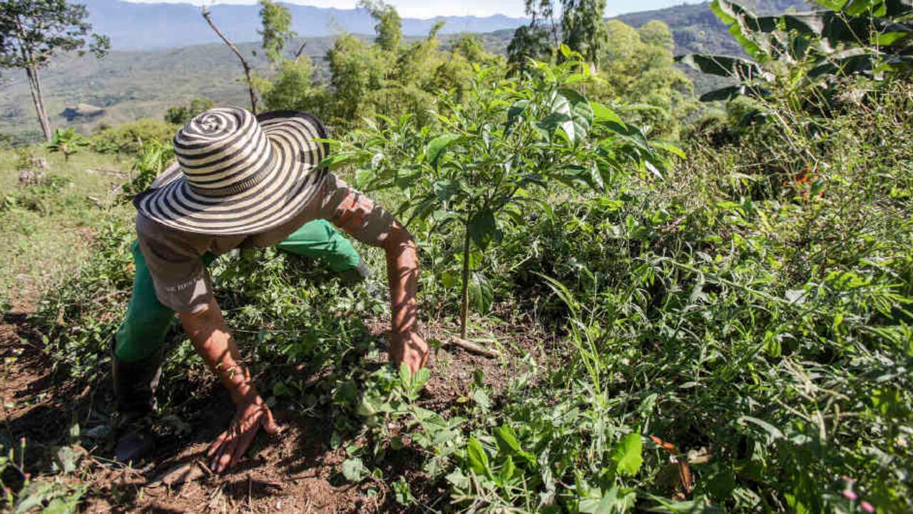 Según cálculos de la Coordinadora Nacional de Cultivadores de Coca, Amapola y Marihuna (Coccam) más de 38 líderes de sustitución de cultivos han sido asesinados.