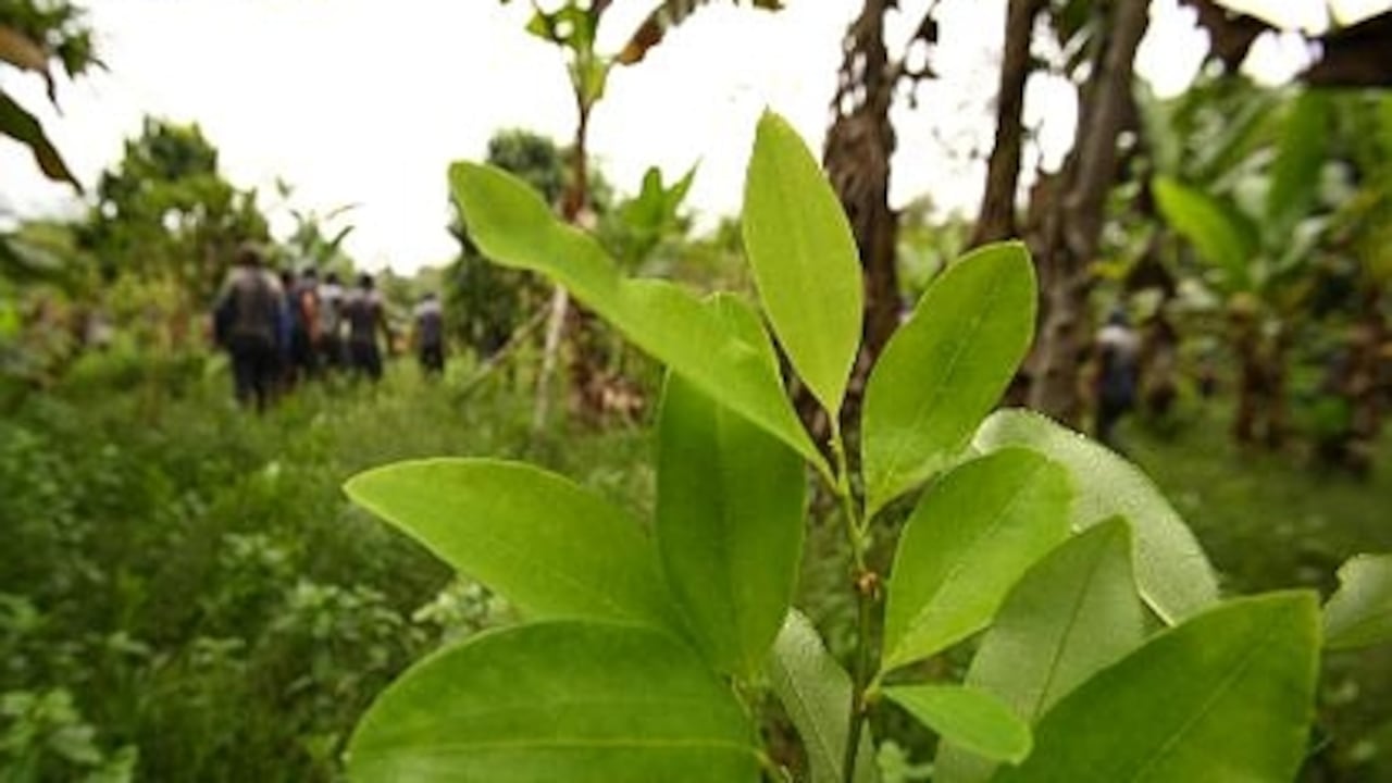 Según la ONU, en Colombia se redujeron los cultivos ilícitos en un 15% respecto del 2009. Actualmente hay 62 mil hectáreas, el área más baha desde 1999, cuando el país contaba con 144.800.