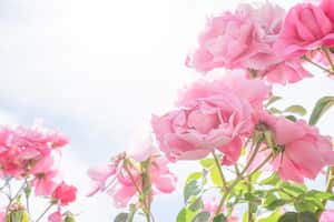 Las rosas son de las flores más comunes en los jardines.