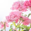 Las rosas son de las flores más comunes en los jardines.