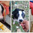 Magdalena, la perrita rescatada en el río que lleva su nombre y encontrada en un costal por turistas