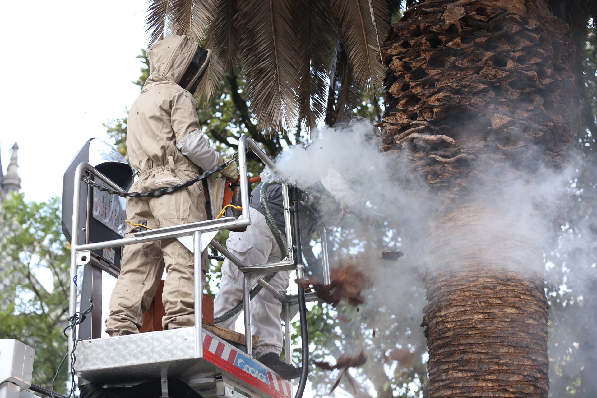 Atención de emergencias por abejas en Medellín.