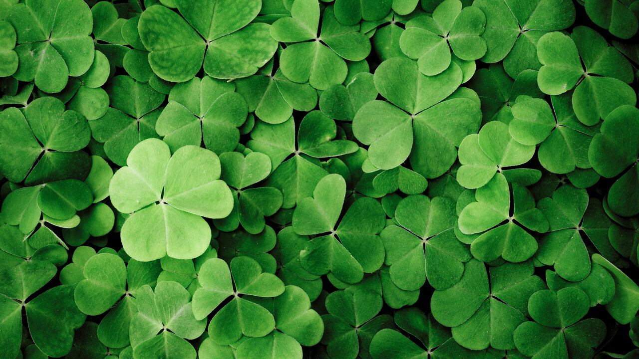 La plantas purifican el aire de los espacios.