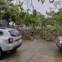 Varios árboles terminaron en el suelo tras un fuerte aguacero en Barranquilla.