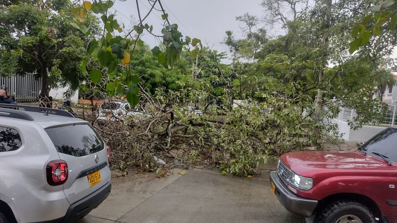 Varios árboles terminaron en el suelo tras un fuerte aguacero en Barranquilla.