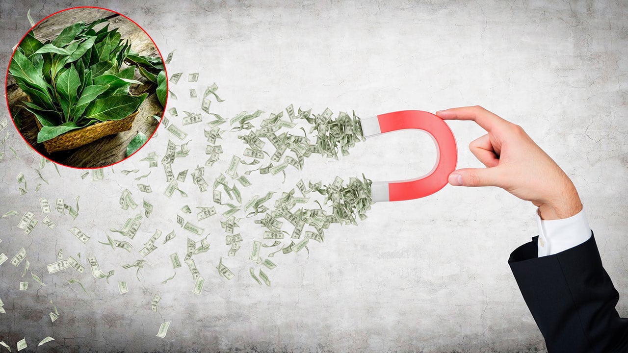 Se cree que el laurel es una planta especial que ayuda a atraer la prosperidad.