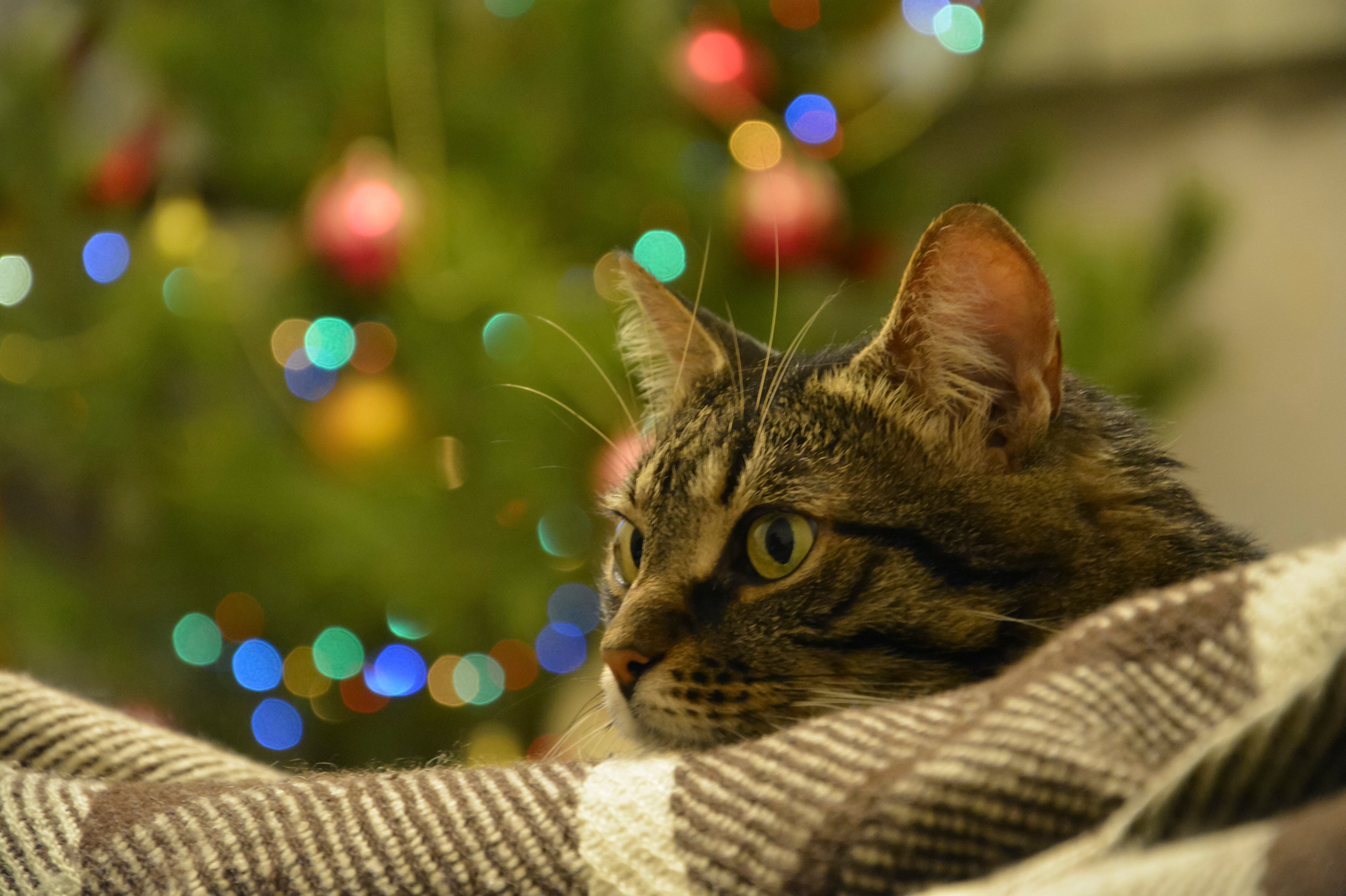 Para los gatos las luces de Navidad son demasiado llamativas