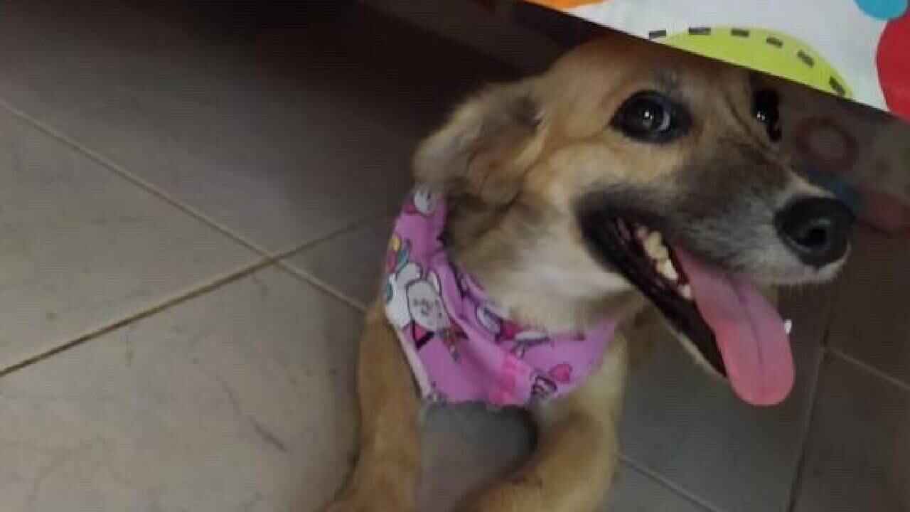 Maya, la canina que lleva más de 72 horas horas desaparecida en Montería.