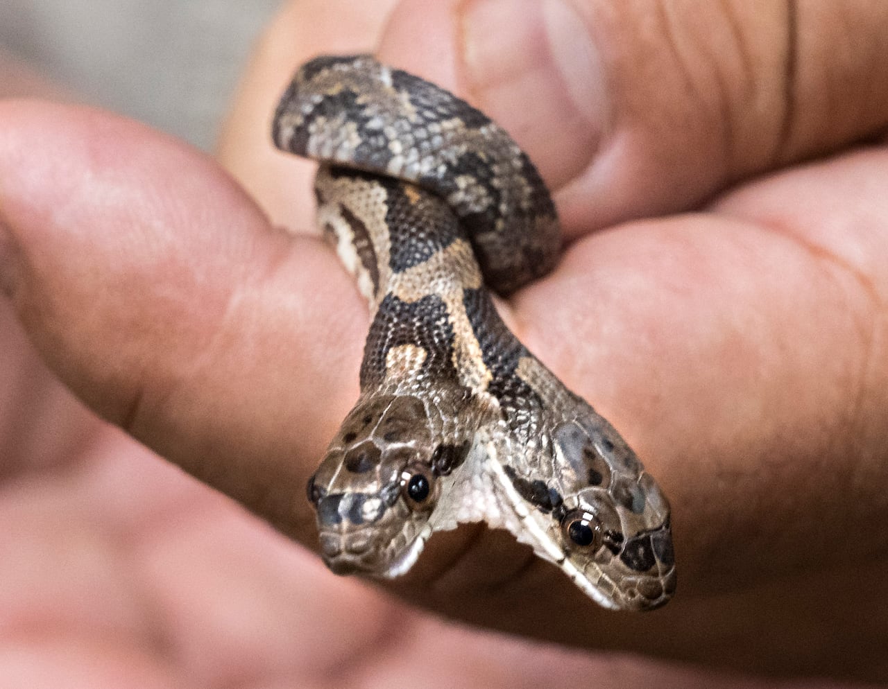 Este tipo de serpientes suelen atraer la curiosidad de las personas.