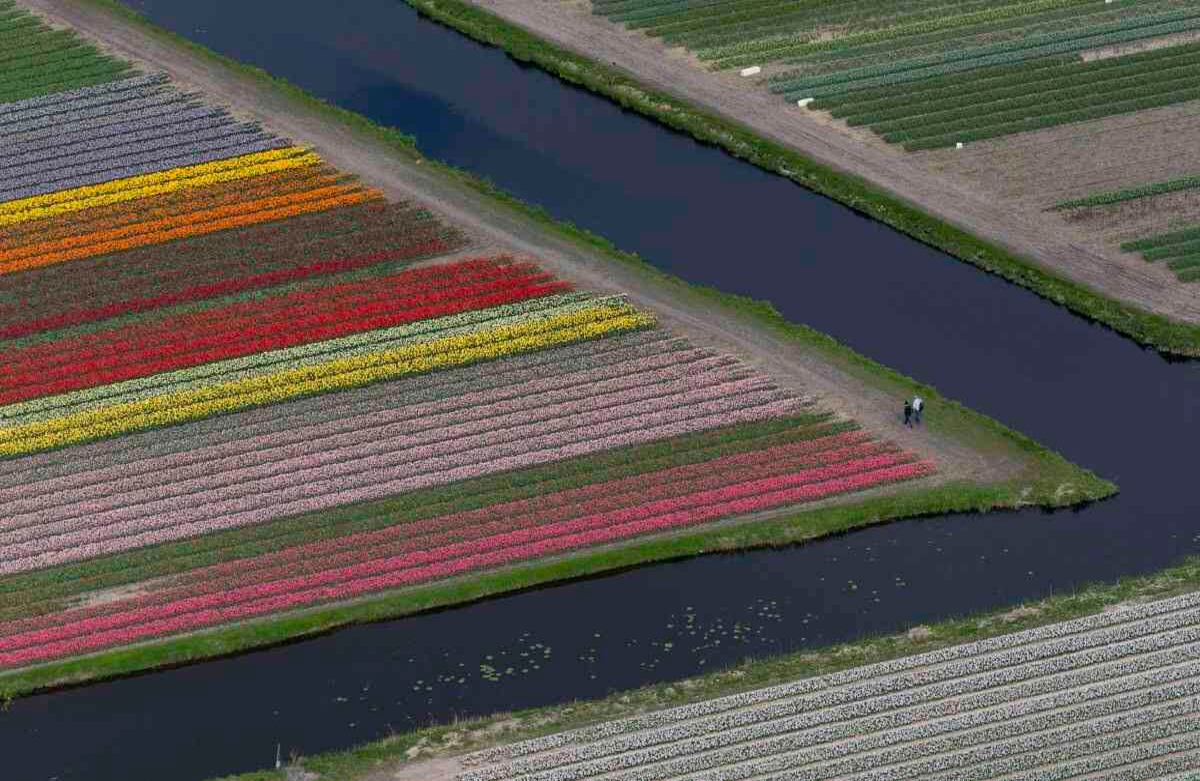 La gente de Tw camina en los campos de tulipanes que rodean el jardín de primavera Keukenhof, en Lisse, a unos 20 kilómetros de Amsterdam, Holanda, el miércoles 19 de abril de 2017. Keukenhof atrae a alrededor de 1 millón de visitantes de todo el mundo, con un total de 800 variedades de tulipanes, y está abierto desde el 23 de marzo hasta el 21 de mayo de 2017. (AP Photo / Peter Dejong)