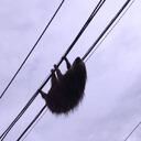 El oso estaba en el cableado que hay a orillas de la carretera que conduce de Cali hacia el mar. Foto: CVC